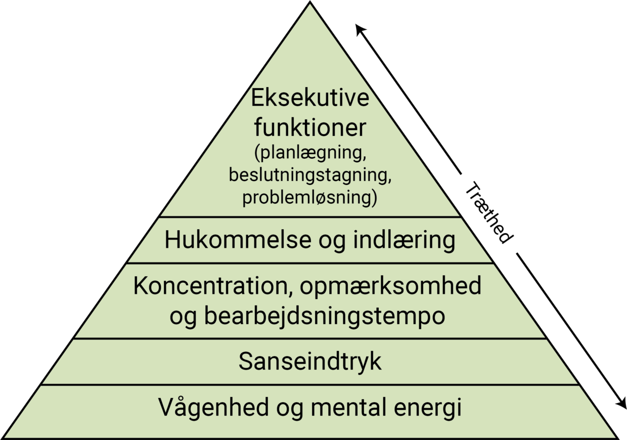 Her ses en pyramide form. Pyramiden består af hjernens opgaver. De er arrangeret i lag alt efter, hvor energikrævende og dermed trættende de er med de mindst energikrævende nederst og de mest energikrævende øverst. 
•	Nederste lag (mindst krævende): Vågenhed og mental energi
•	Sanseindtryk
•	Koncentration, opmærksomhed og bearbejdningtempo
•	Hukommelse og indlæring
•	Øverste lag (mest krævende): Eksekutive funktioner som planlægning, beslutningstagning og problemløsning.